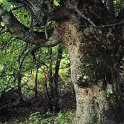 Acer pseudoplatanus